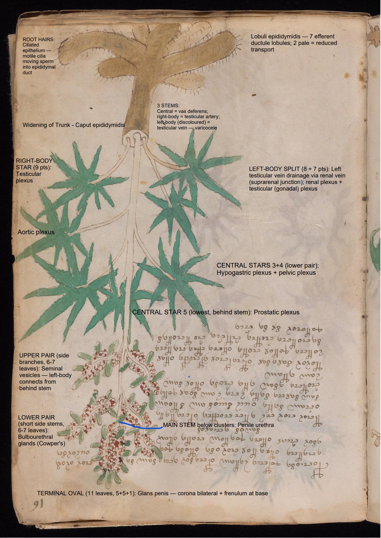 Labelled diagram of Folio 16r